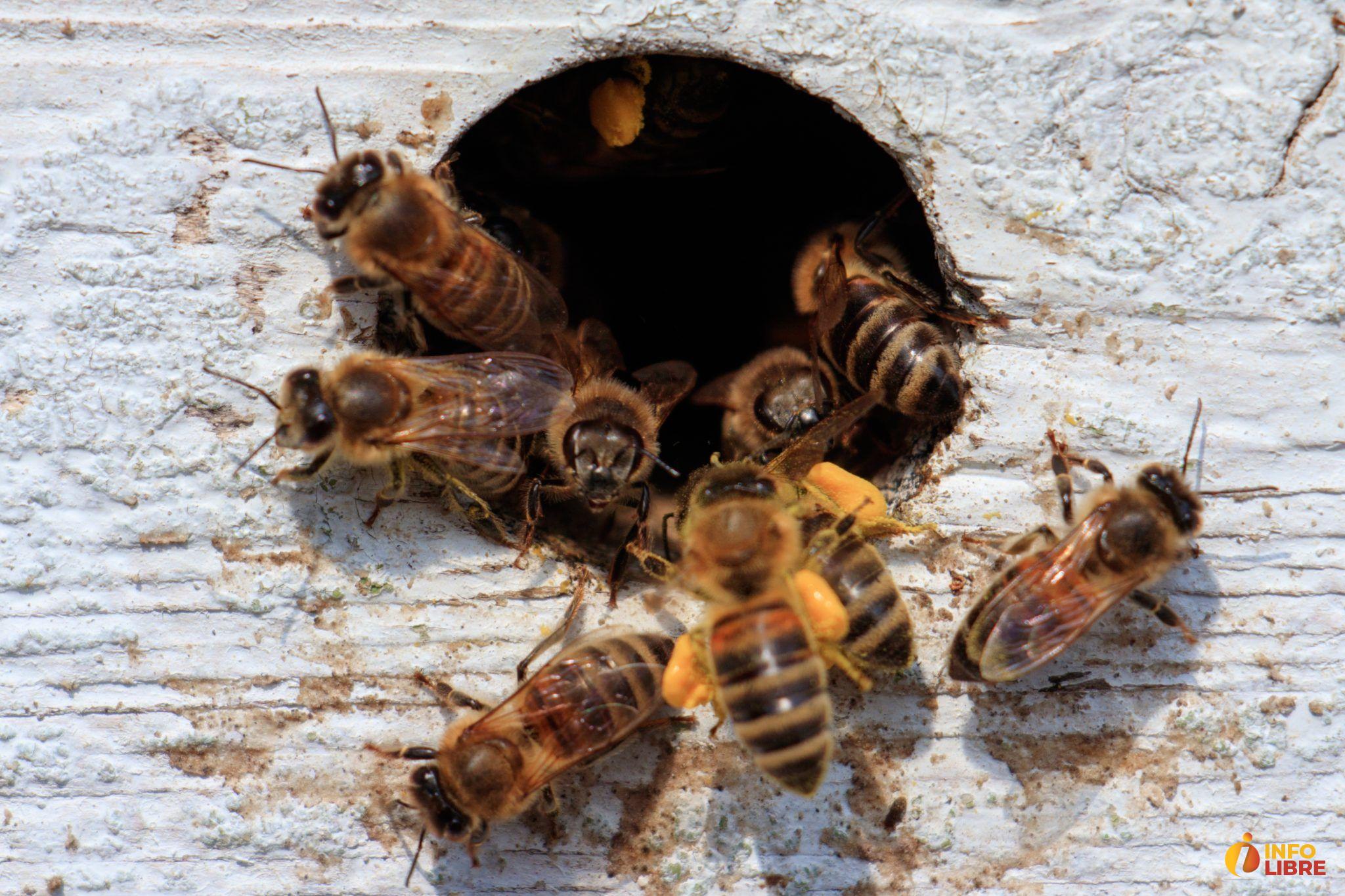 Abejas-1-2048x1365