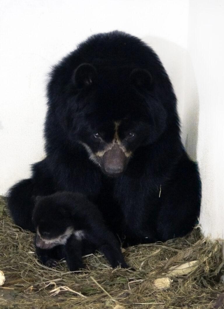 El Parque de la Conservación celebra el nacimiento de un osezno de una especie vulnerable