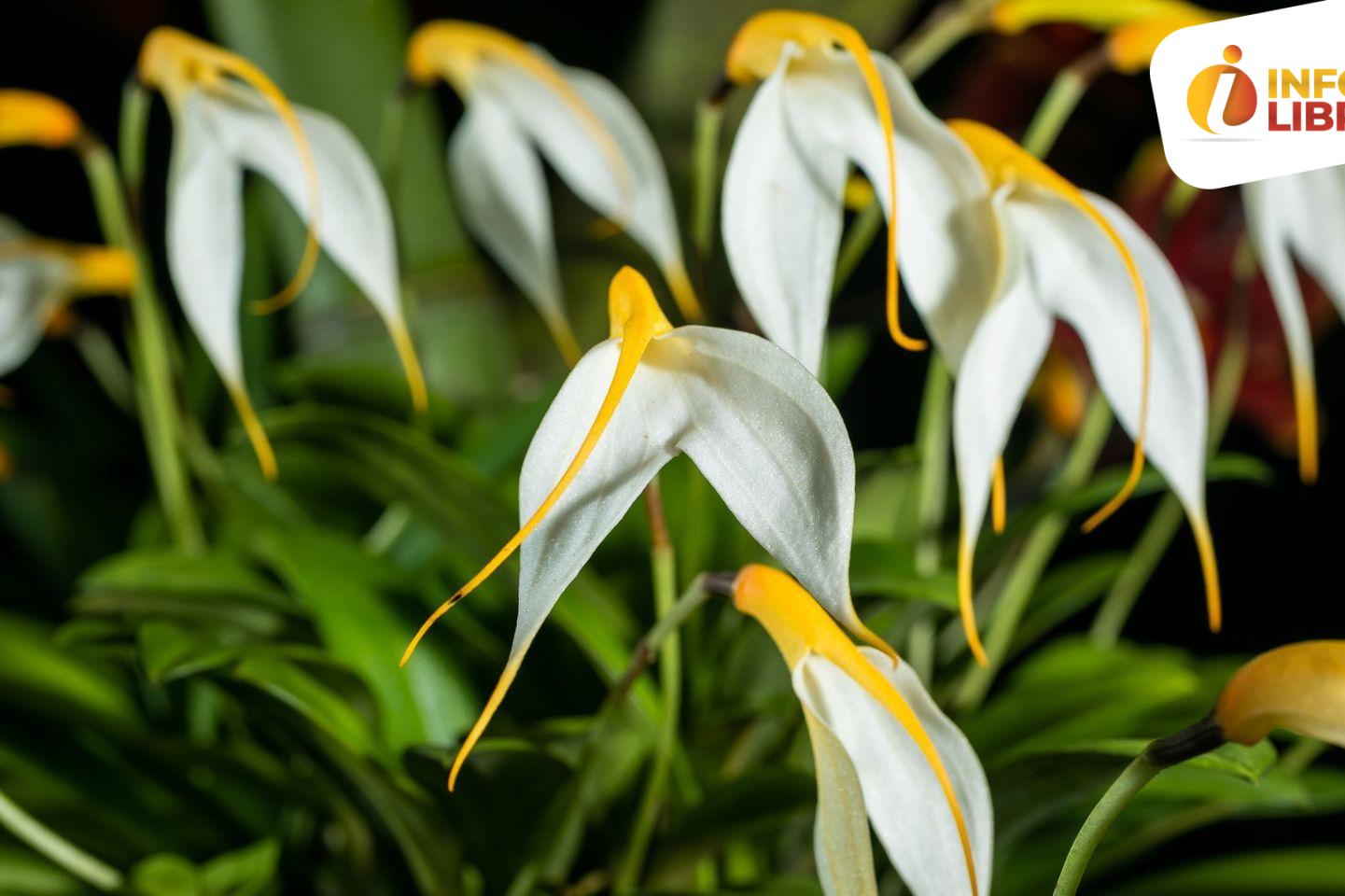 Orquídea