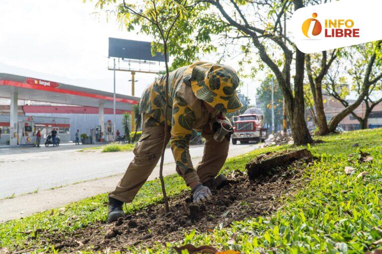 Más de 11.000 árboles han sido sembrados en Medellín, como aporte a la Ecociudad