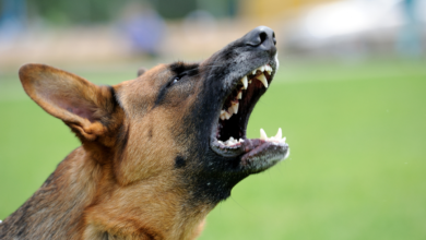 Ataque de perro en Villamaría - Imagen de referencia