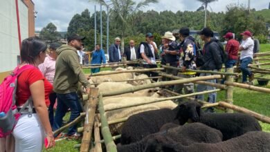 Ovinocultura y Capricultura en Caldas.