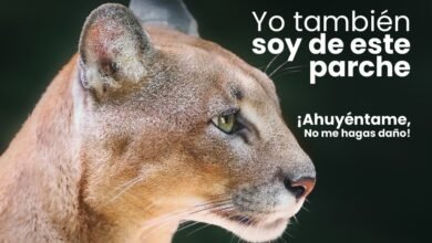 ataques de pumas