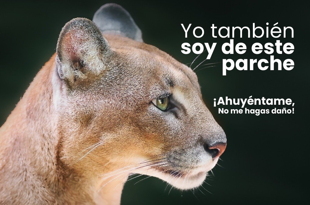 ataques de pumas