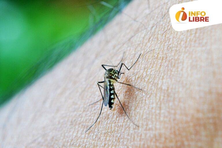Dengue