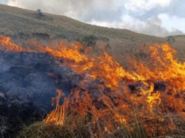 incendios forestales