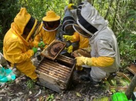 Muerte de abejas