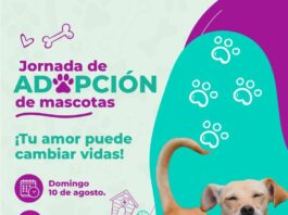Jornada de adopción de mascotas