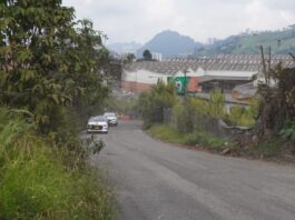 El Arbolito